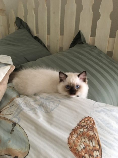 Meet Oliver: Seal Point Ragdoll Kitten of the Month