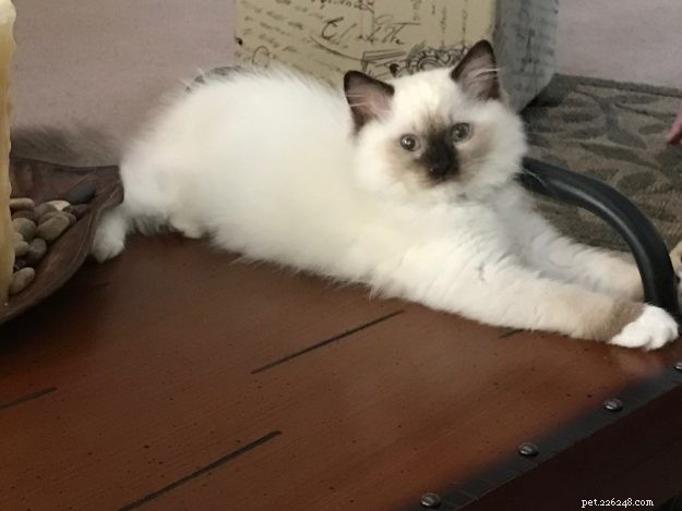 Meet Oliver: Seal Point Ragdoll Kitten of the Month