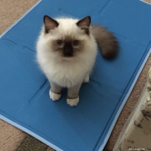 Meet Oliver: Seal Point Ragdoll Kitten of the Month