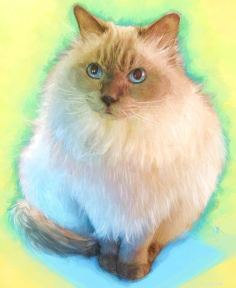 Meet Smellypoo: A Ragdoll’s Journey to the Spotlight