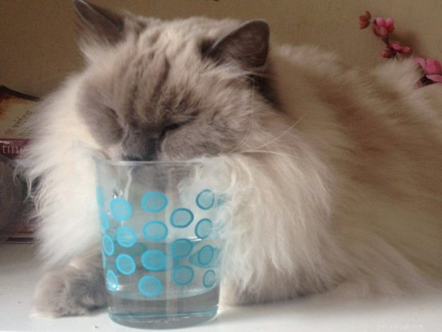Meet Smellypoo: A Ragdoll’s Journey to the Spotlight