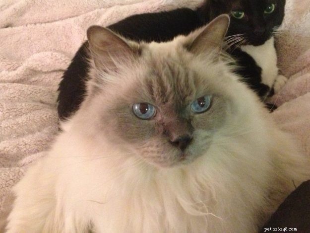 Meet Smellypoo: A Ragdoll’s Journey to the Spotlight