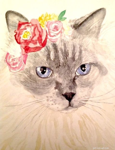 Meet Smellypoo: A Ragdoll’s Journey to the Spotlight