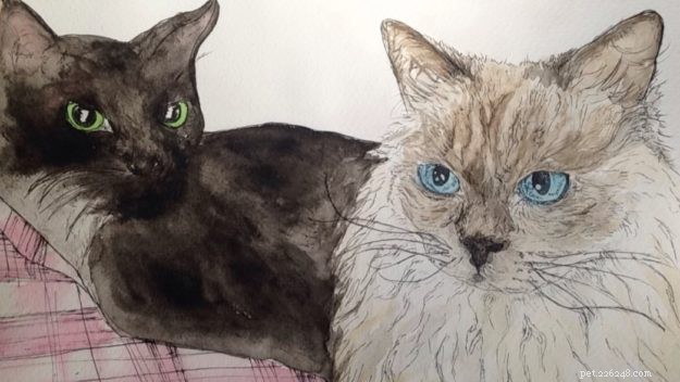Meet Smellypoo: A Ragdoll’s Journey to the Spotlight