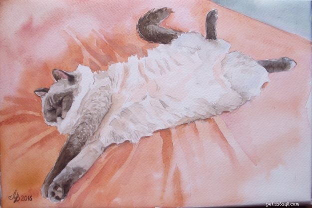 Meet Smellypoo: A Ragdoll’s Journey to the Spotlight