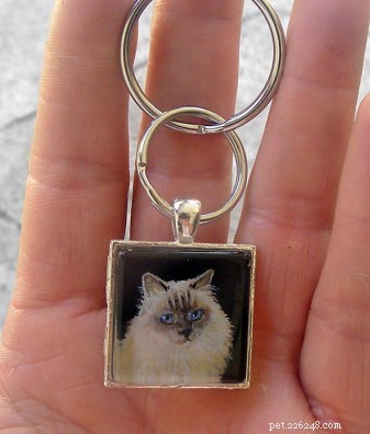 Meet Smellypoo: A Ragdoll’s Journey to the Spotlight
