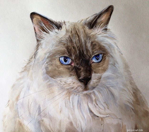 Meet Smellypoo: A Ragdoll’s Journey to the Spotlight