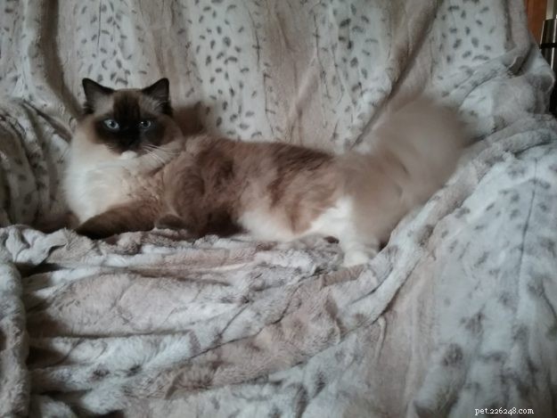Meet Melbourne: Ragdoll of the Week Who Steals Hearts