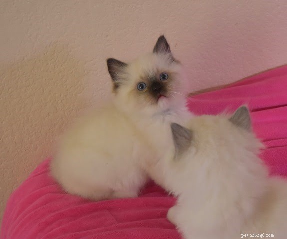 Meet Melbourne: Ragdoll of the Week Who Steals Hearts
