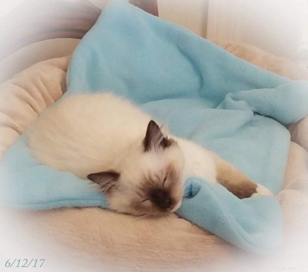 Meet Melbourne: Ragdoll of the Week Who Steals Hearts
