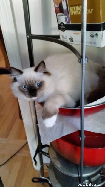 Meet Melbourne: Ragdoll of the Week Who Steals Hearts