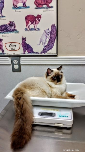 Meet Melbourne: Ragdoll of the Week Who Steals Hearts