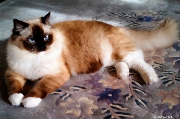 Meet Melbourne: Ragdoll of the Week Who Steals Hearts