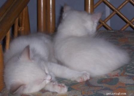 Lilac Ragdoll Cat: Color, Patterns & Care Guide