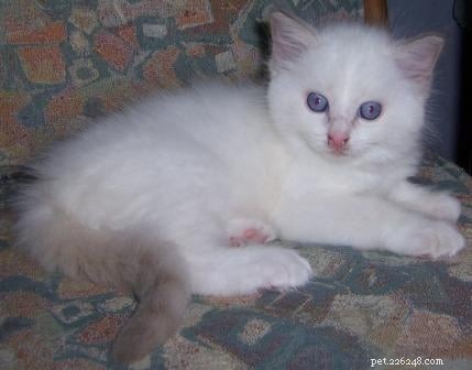Lilac Ragdoll Cat: Color, Patterns & Care Guide