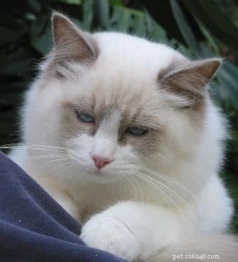 Lilac Ragdoll Cat: Color, Patterns & Care Guide