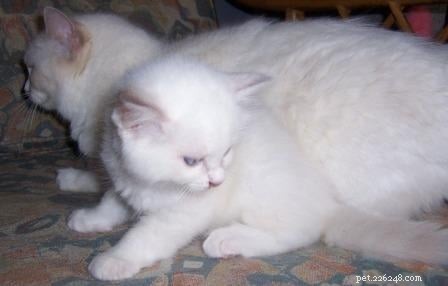 Lilac Ragdoll Cat: Color, Patterns & Care Guide