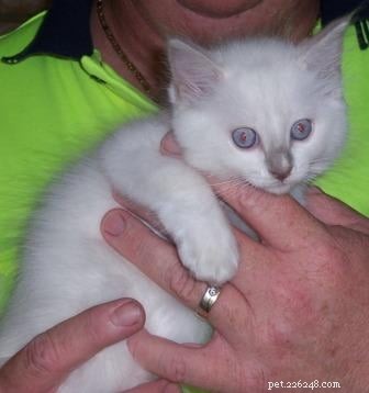 Lilac Ragdoll Cat: Color, Patterns & Care Guide