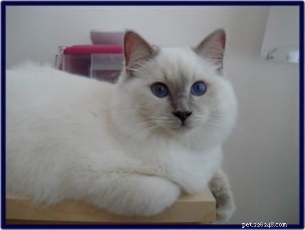 Lilac Ragdoll Cat: Color, Patterns & Care Guide