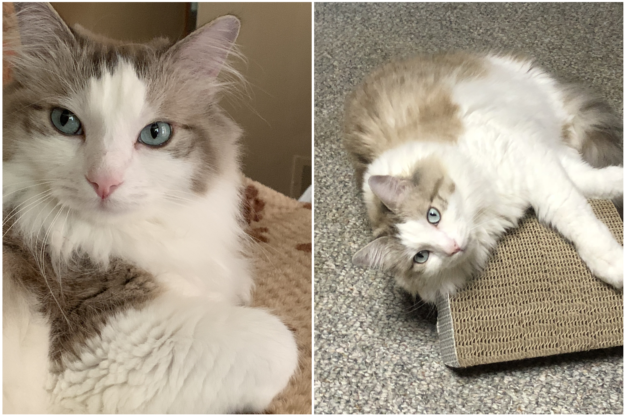 Lilac Ragdoll Cat: Color, Patterns & Care Guide