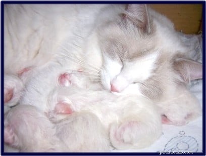 Lilac Ragdoll Cat: Color, Patterns & Care Guide