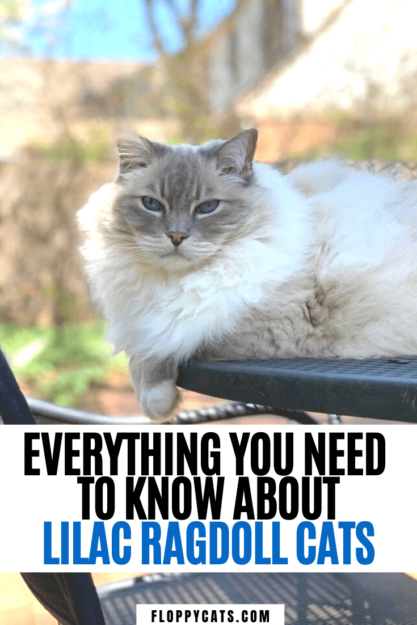 Lilac Ragdoll Cat: Color, Patterns & Care Guide