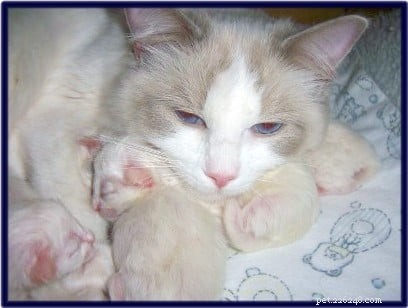 Lilac Ragdoll Cat: Color, Patterns & Care Guide