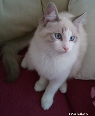 Lilac Ragdoll Cat: Color, Patterns & Care Guide