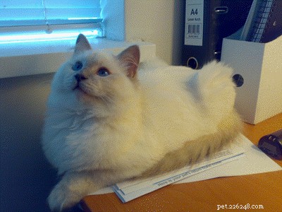 Lilac Ragdoll Cat: Color, Patterns & Care Guide