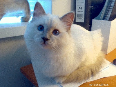 Lilac Ragdoll Cat: Color, Patterns & Care Guide