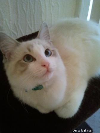 Lilac Ragdoll Cat: Color, Patterns & Care Guide