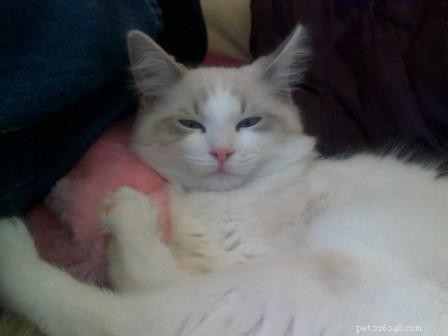 Lilac Ragdoll Cat: Color, Patterns & Care Guide