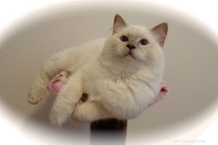 Lilac Ragdoll Cat: Color, Patterns & Care Guide