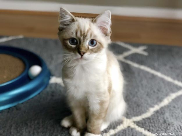 Buzz: Meet Our Ragdoll Kitten of the Month