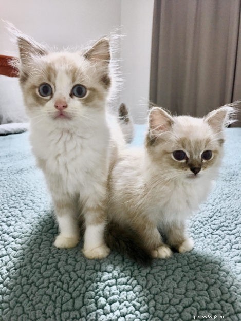 Buzz: Meet Our Ragdoll Kitten of the Month
