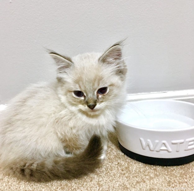 Buzz: Meet Our Ragdoll Kitten of the Month