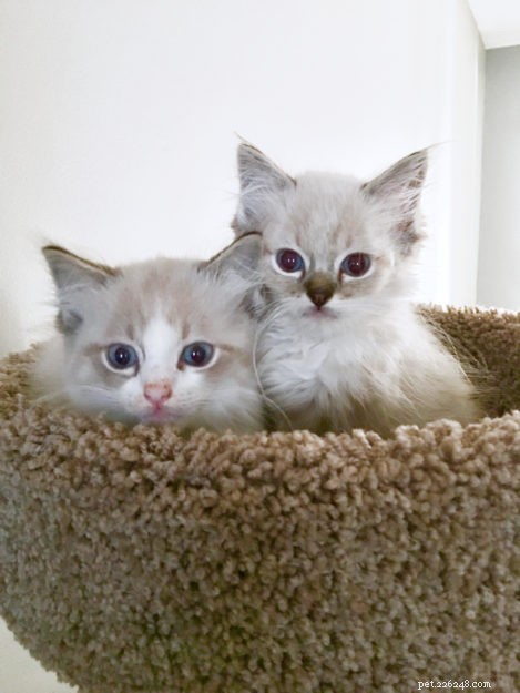 Buzz: Meet Our Ragdoll Kitten of the Month