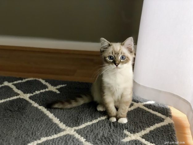 Buzz: Meet Our Ragdoll Kitten of the Month