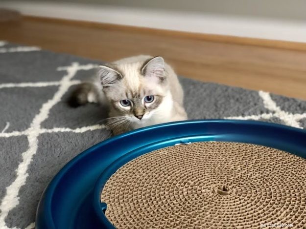Buzz: Meet Our Ragdoll Kitten of the Month