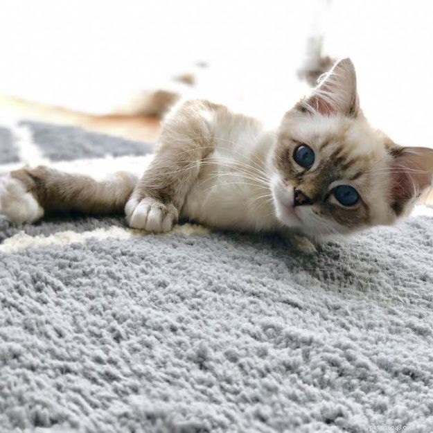 Buzz: Meet Our Ragdoll Kitten of the Month