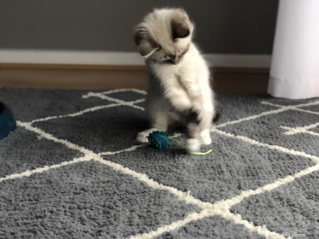 Buzz: Meet Our Ragdoll Kitten of the Month