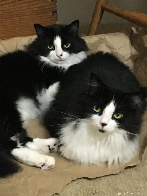 Windy & Mac: A Heartfelt Tale of a Lost Ragdoll/Manx Cat