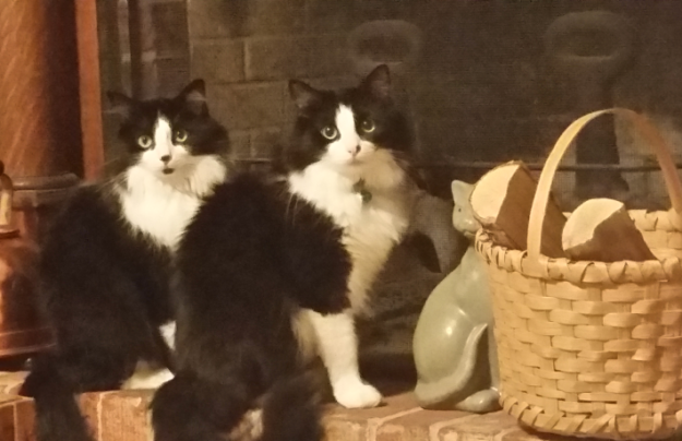 Windy & Mac: A Heartfelt Tale of a Lost Ragdoll/Manx Cat