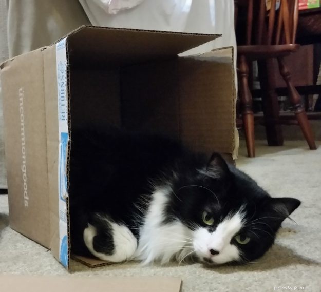 Windy & Mac: A Heartfelt Tale of a Lost Ragdoll/Manx Cat