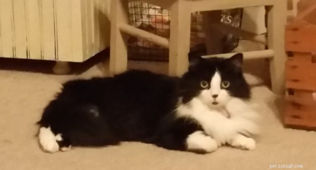 Windy & Mac: A Heartfelt Tale of a Lost Ragdoll/Manx Cat