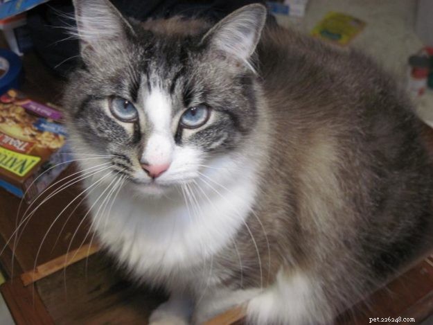 Windy & Mac: A Heartfelt Tale of a Lost Ragdoll/Manx Cat