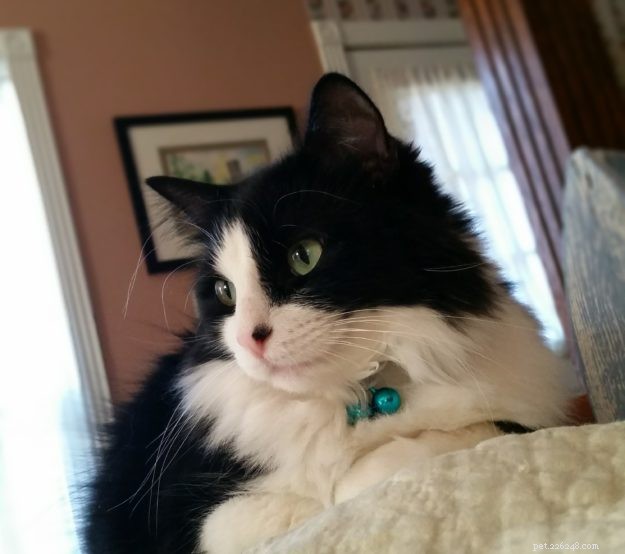 Windy & Mac: A Heartfelt Tale of a Lost Ragdoll/Manx Cat