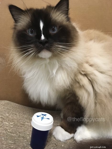 Save on Your Cat’s Meds: Smart, Affordable Strategies