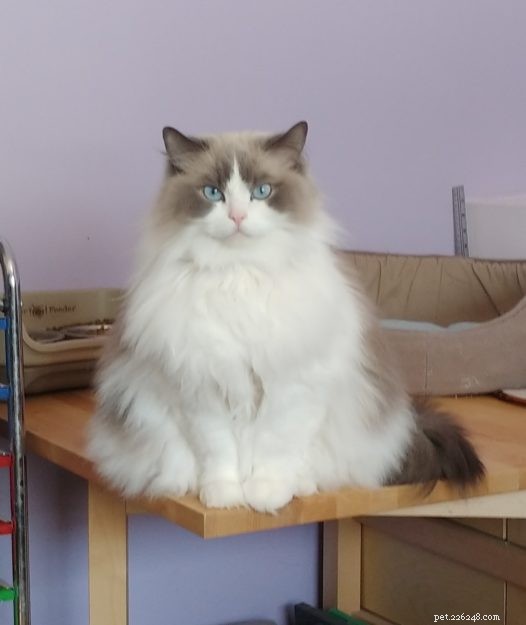 Cali: Spotlight on This Week’s Ragdoll – A Tale of Love and Adoption