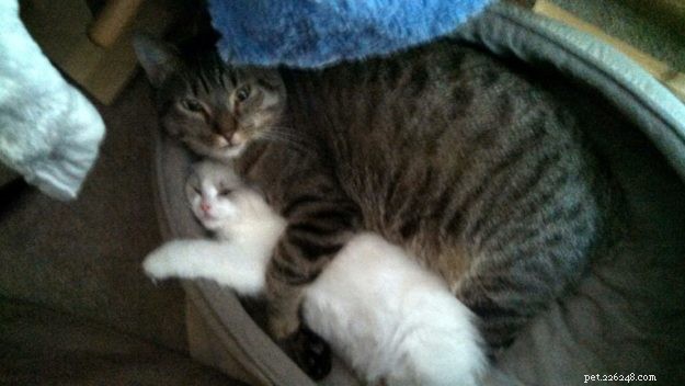 Cali: Spotlight on This Week’s Ragdoll – A Tale of Love and Adoption